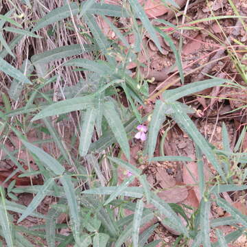 Plancia ëd Phaseolus acutifolius var. acutifolius