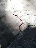 Image of Big Bend Black-headed Snake