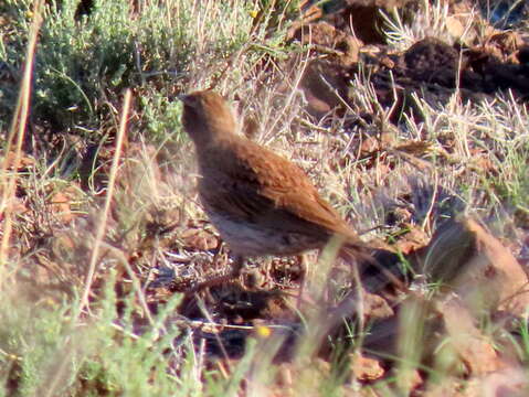 Image of Certhilauda subcoronata gilli Roberts 1936