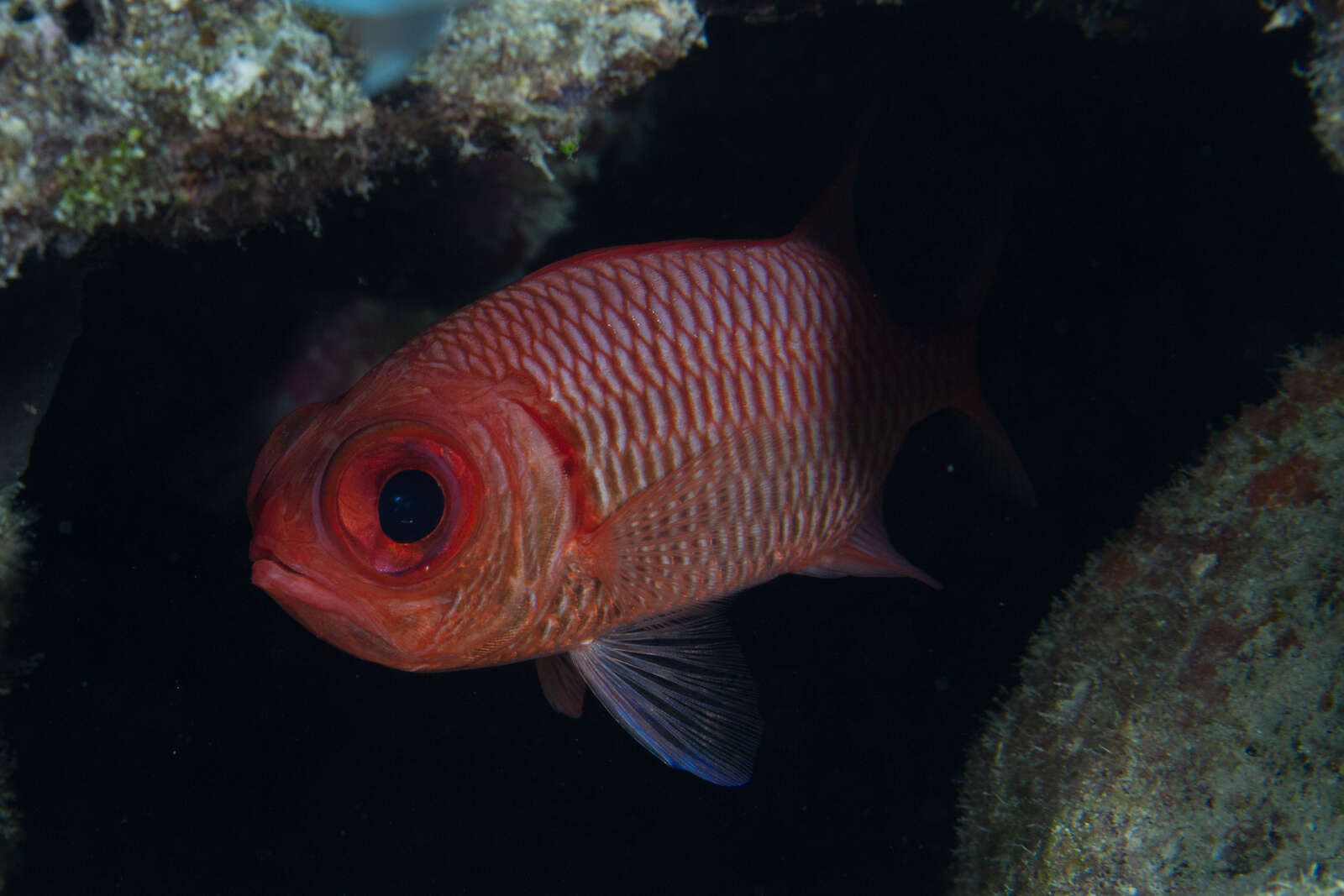 Image of Blacktip Soldierfish