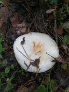 Image of Lactarius aquizonatus Kytöv. 1984