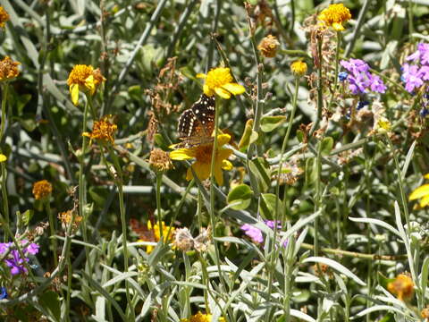 Image of hairyseed bahia