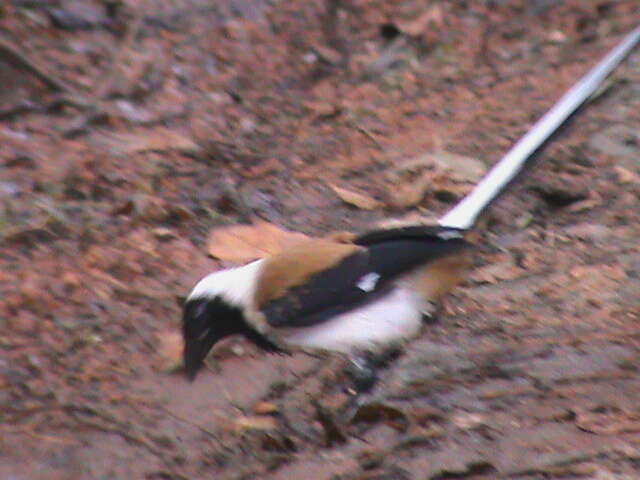 Image of White-bellied Treepie