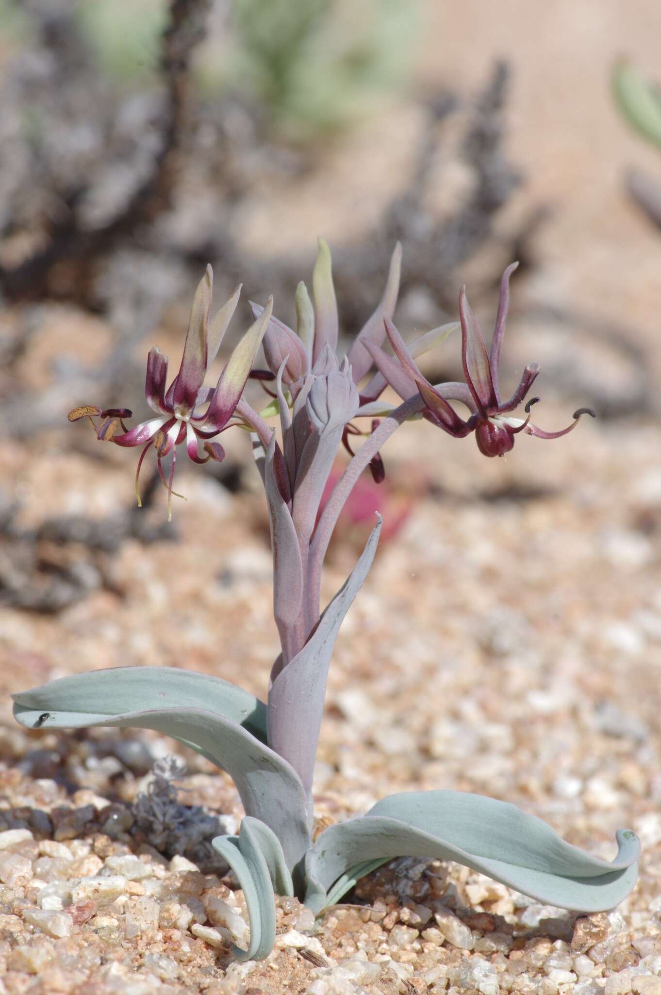 Image of Bird's tongue