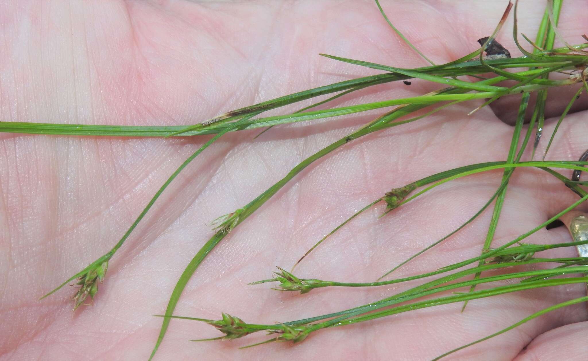 Image of northern sedge