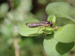 Image of Allograpta ventralis (Miller 1921)