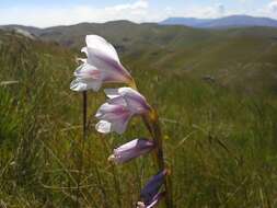 Imagem de Gladiolus appendiculatus G. J. Lewis