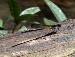 Image of Rhinoneura villosipes Laidlaw 1915