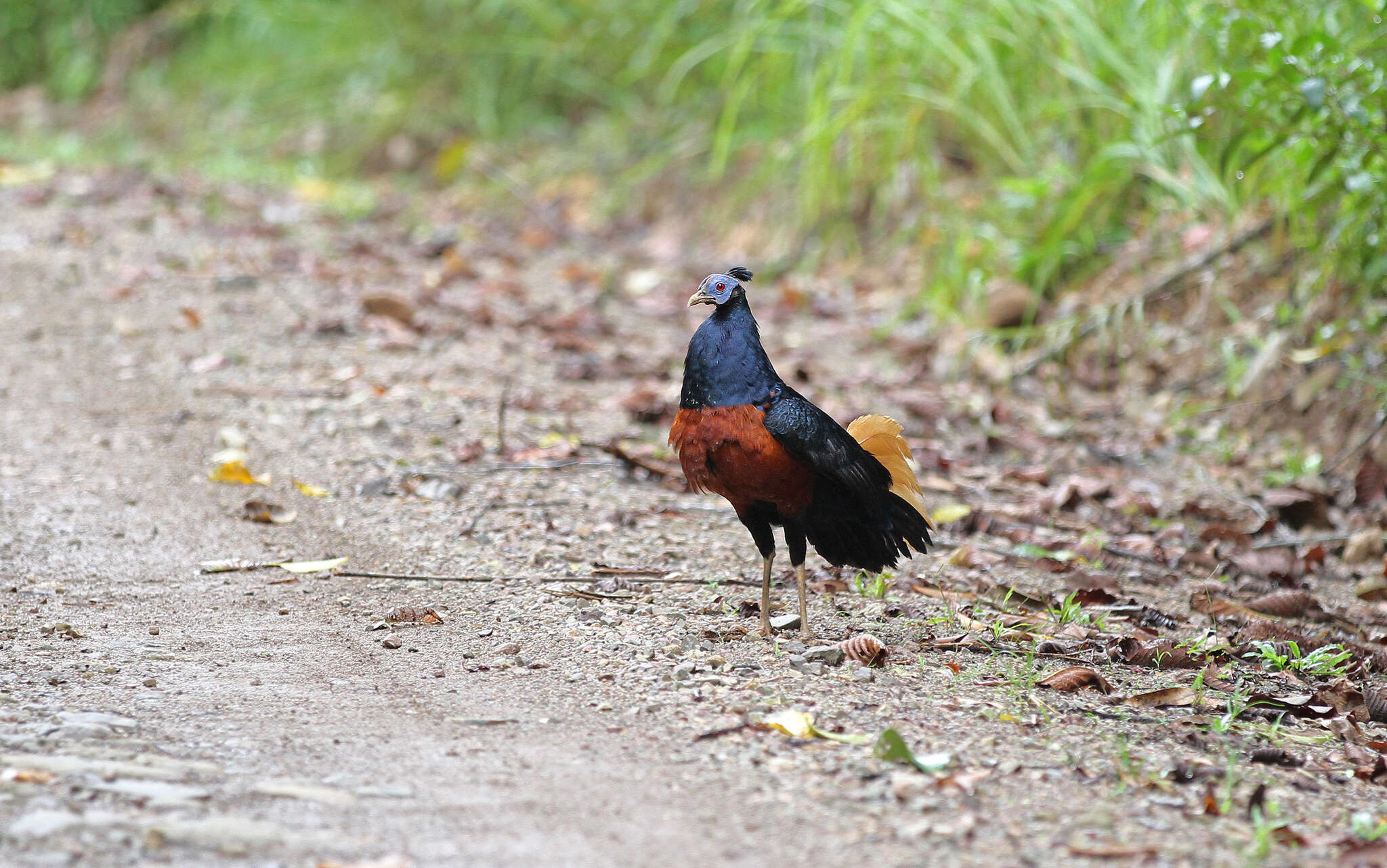 Image of Crested Fireback