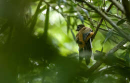 Image de Trogon des Philippines