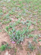 Image of Ipomoea ommanneyi Rendle