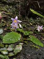 Image de Conandron ramondioides Sieb. & Zucc.