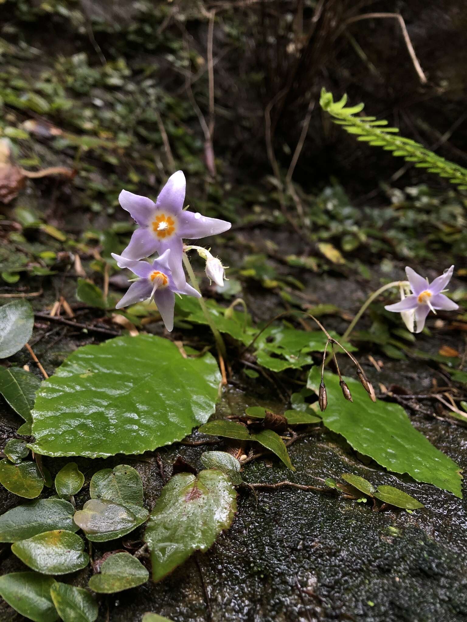 Image of Conandron ramondioides Sieb. & Zucc.