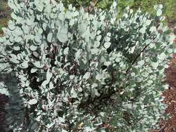 Arctostaphylos viscida subsp. viscida resmi