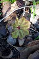 Image of Drosera rosulata Lehm.