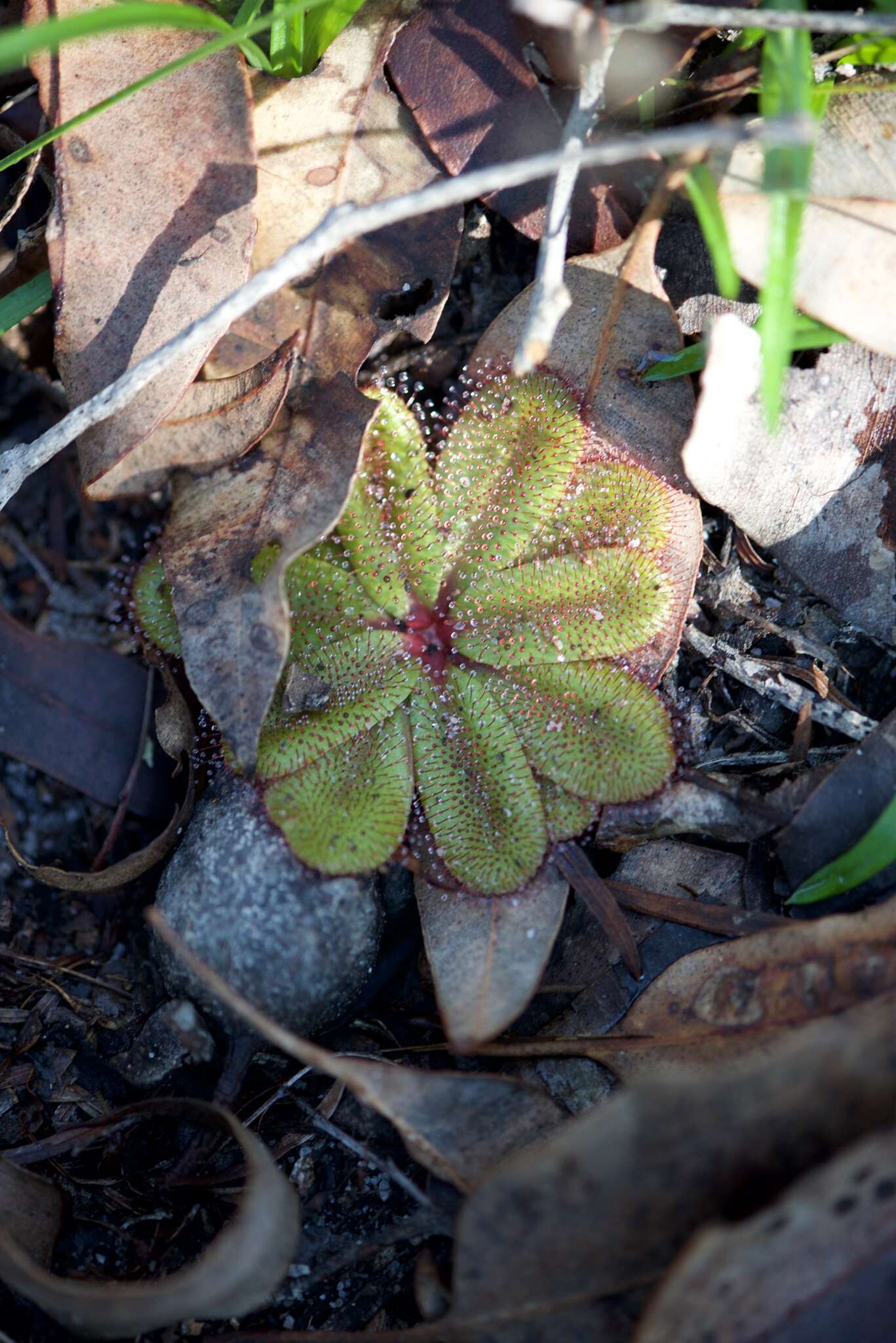 Image of Drosera rosulata Lehm.