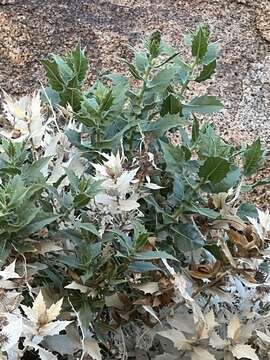 Image of hollyleaf bur ragweed