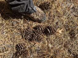 Image de Pinus ponderosa var. ponderosa