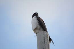 Geranoaetus albicaudatus (Vieillot 1816) resmi