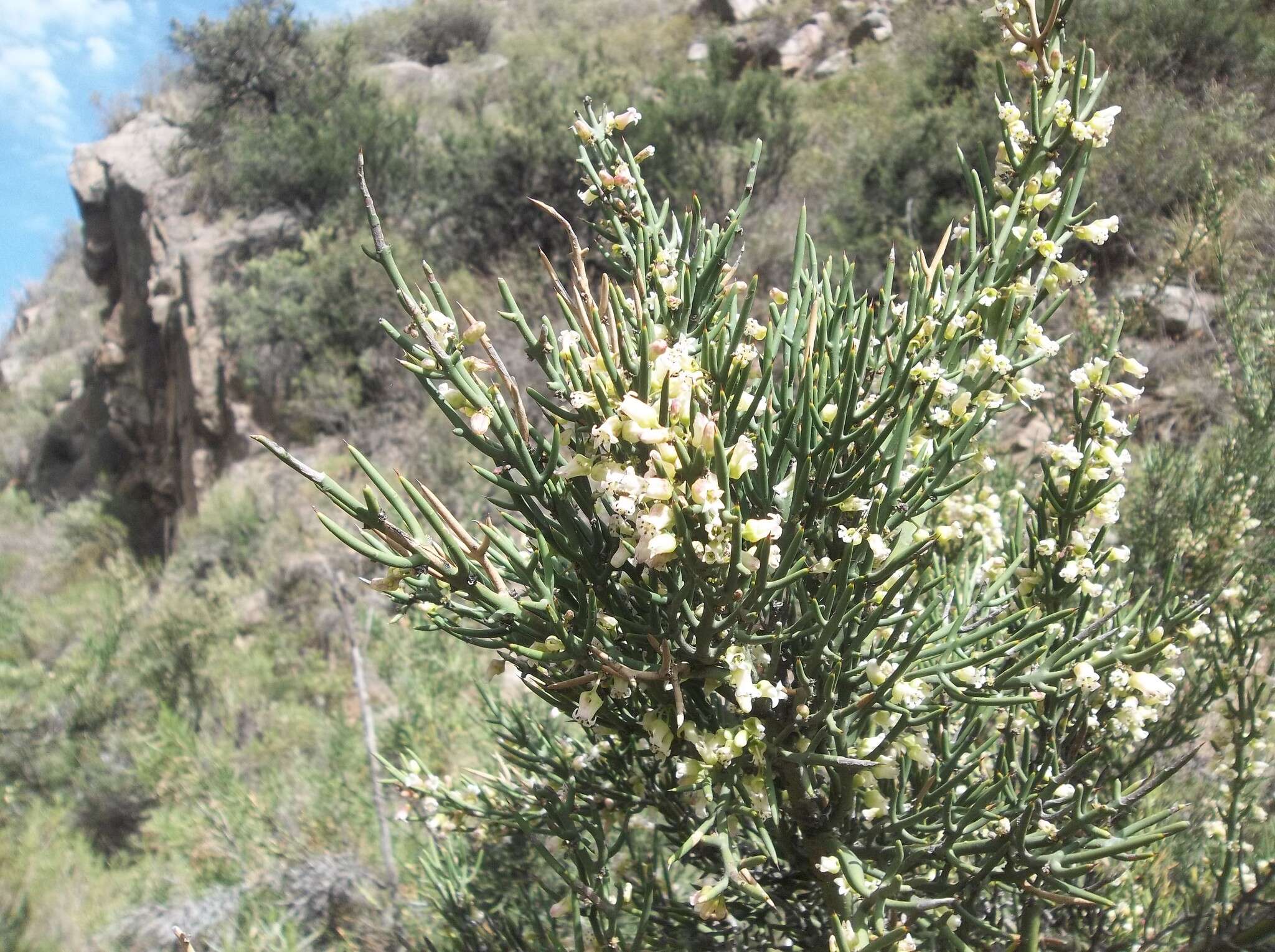 Imagem de Colletia spinosissima J. F. Gmel.