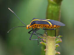 Plancia ëd Hypselonotus linea (Fabricius 1803)