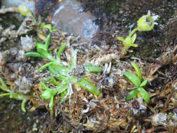 Image of stickystem pearlwort