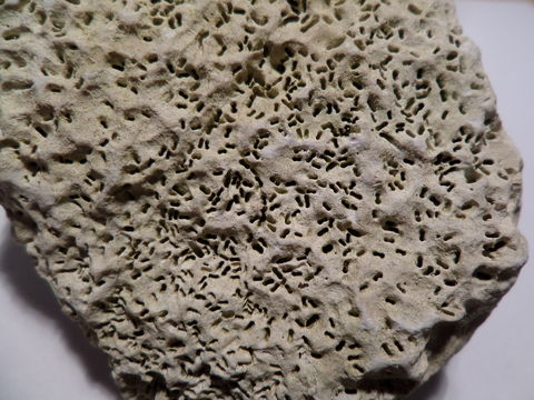 Image of <i>Polydora cilliata</i>