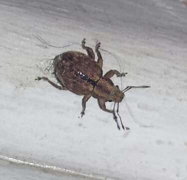 Image of Nut Leaf Weevil