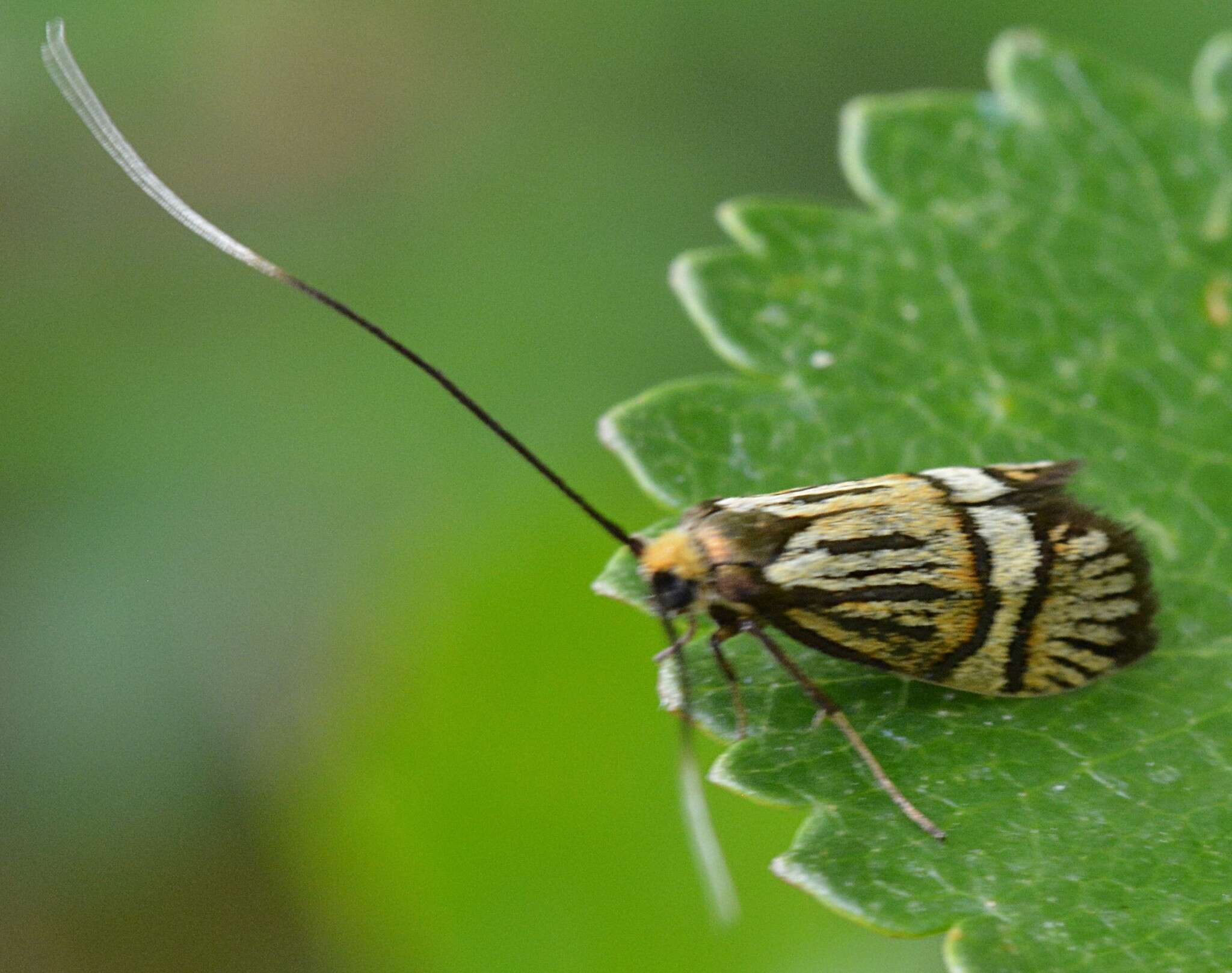 Imagem de Nemophora bellella Walker 1863