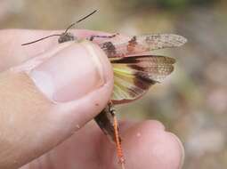 Trimerotropis modesta Bruner & L. 1889 resmi