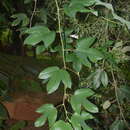 Image of Passiflora setacea DC.