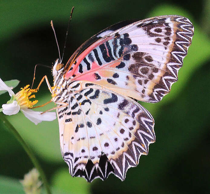 Image of Cethosia cyane Drury 1770