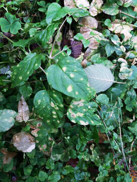 Image of Puccinia arenariae (Schumach.) J. Schröt. 1880