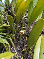 Bulbophyllum affine Wall. ex Lindl.的圖片