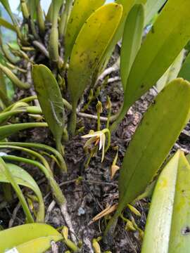 Слика од Bulbophyllum affine Wall. ex Lindl.