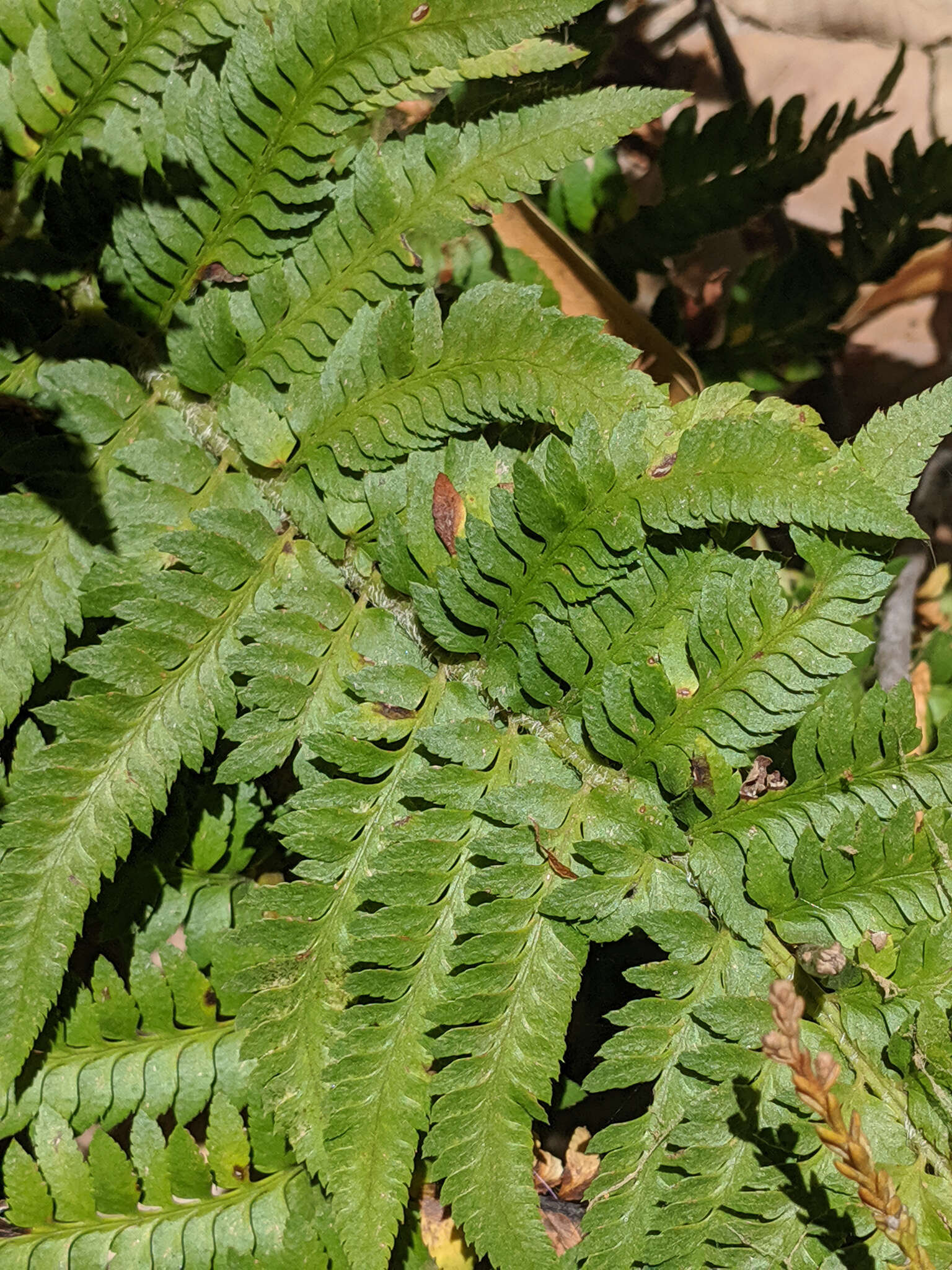 Plancia ëd Polystichum californicum (D. C. Eat.) Diels