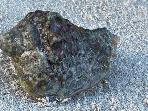 Image of Hawk-wing conch