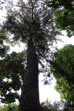 Image of Japanese Black Pine