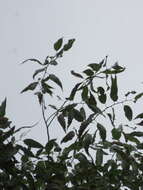 Imagem de Salix amygdaloides Anderss.