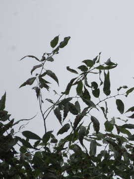 Salix amygdaloides Anderss. resmi