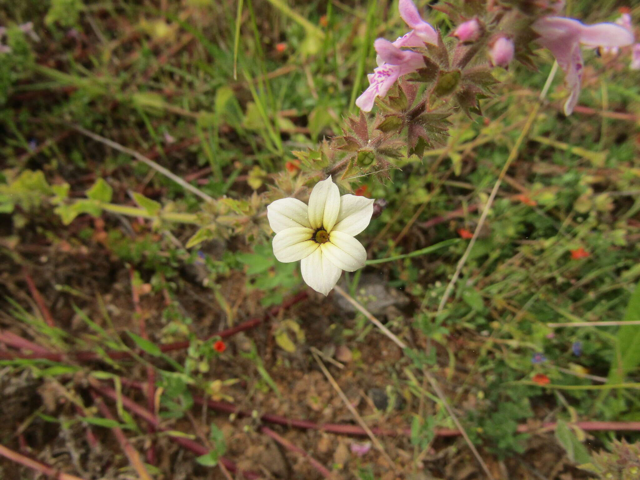 Sisyrinchium chilense Hook.的圖片