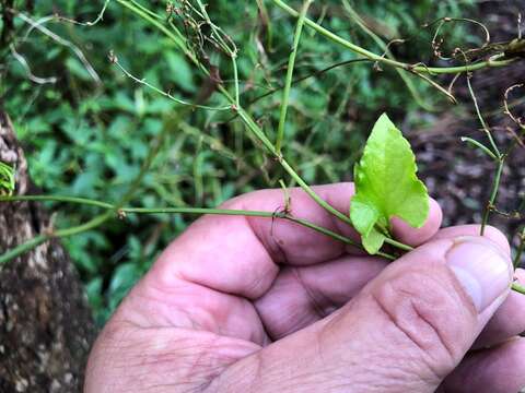 Muehlenbeckia gracillima Meisn.的圖片