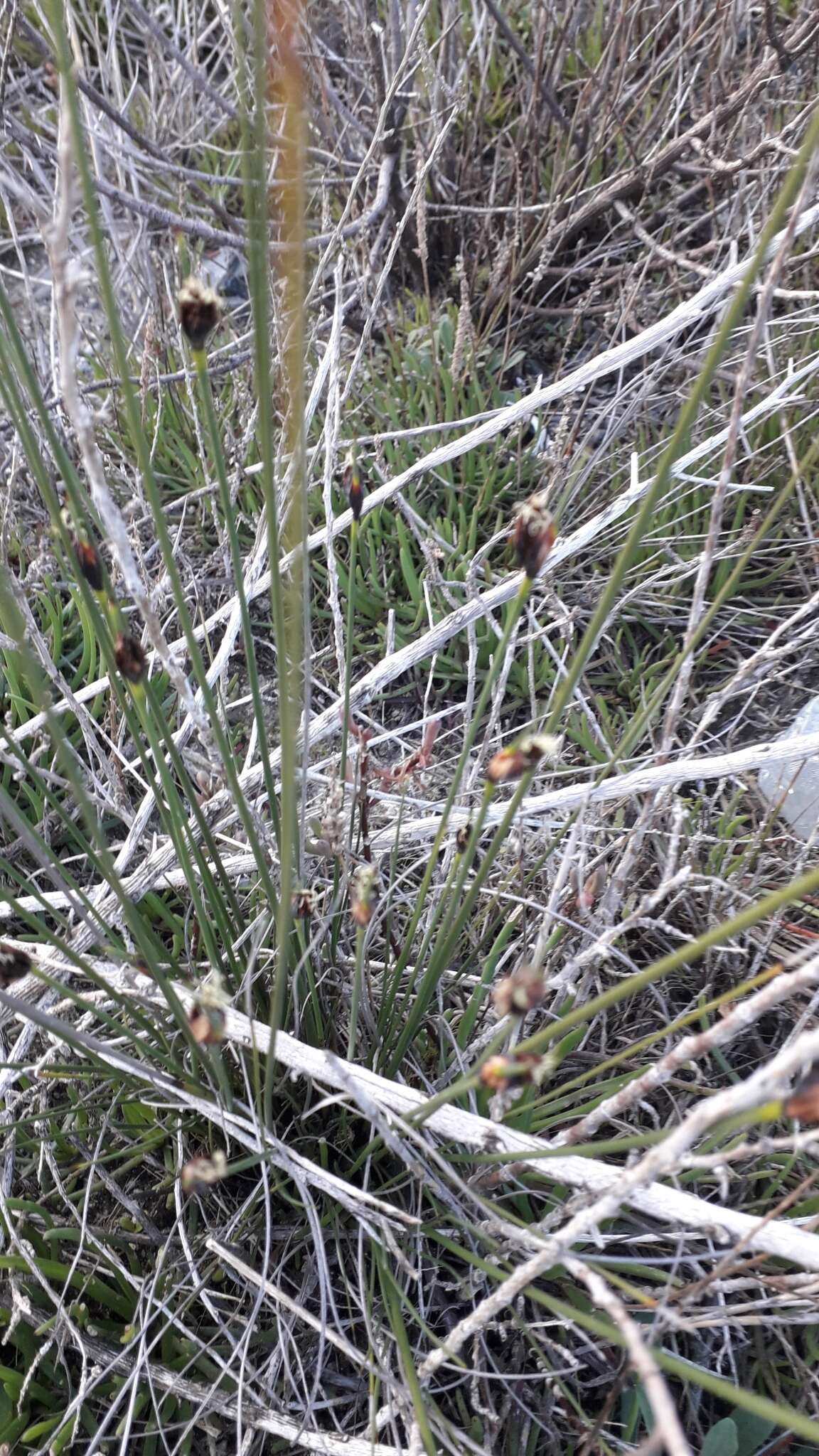 Image of Black Bog-rush