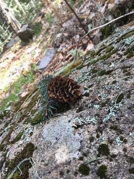 Image of Engelmann spruce