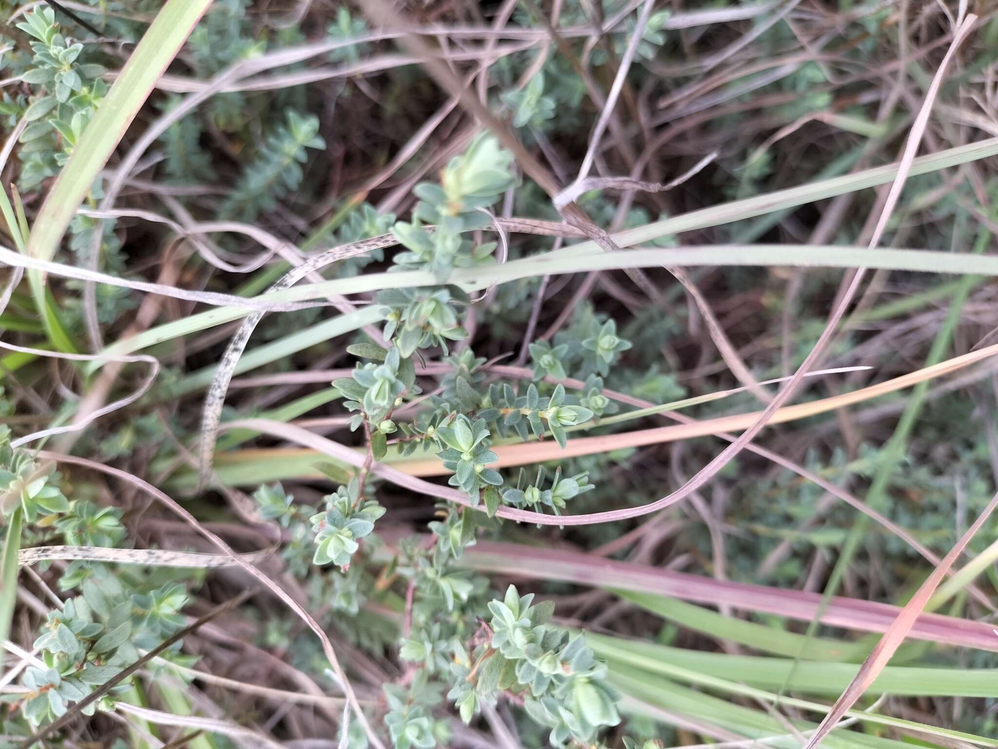 Image of Pimelea spinescens B. L. Rye