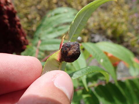 Image of Sumac Gall Aphid