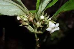 Image of Opposite-Leaf Cyrtandra