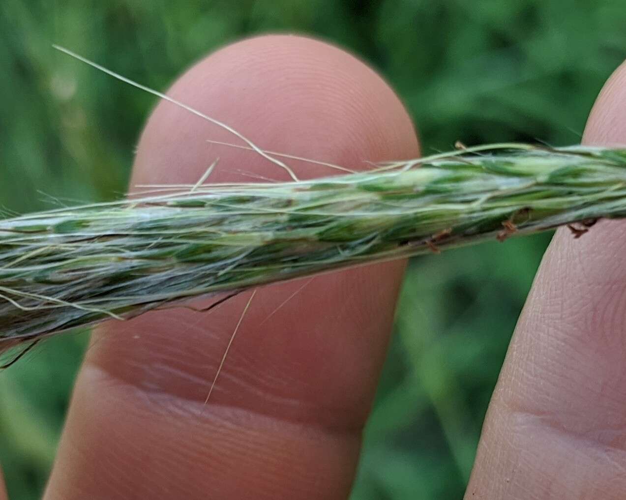 Image of hybrid beardgrass
