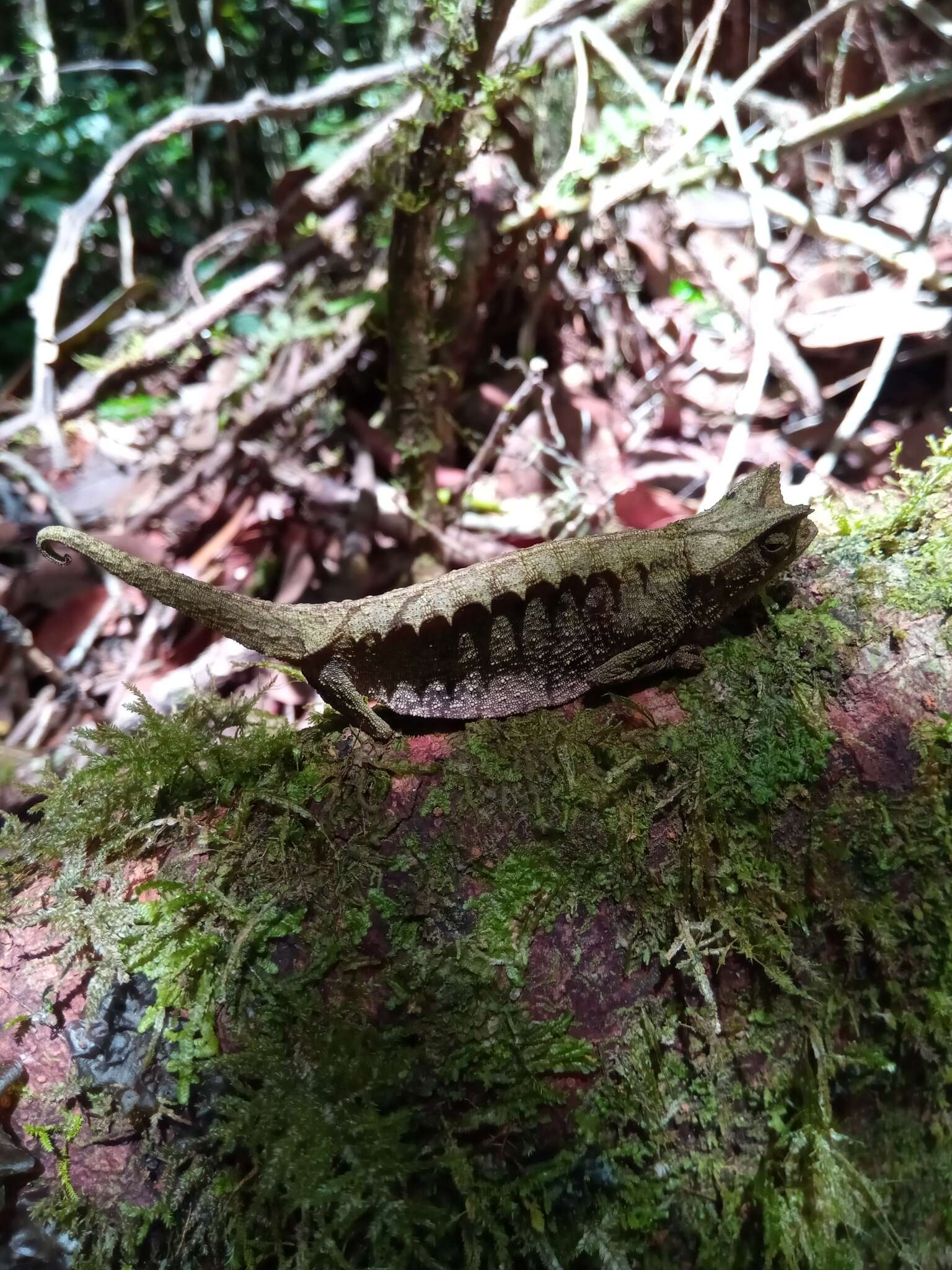 Image of Perinet Leaf Chameleon