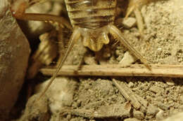 Image of Gryllomorpha (Gryllomorphella) uclensis Pantel 1890